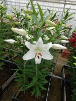 [5579 VH09 No01.JPG]